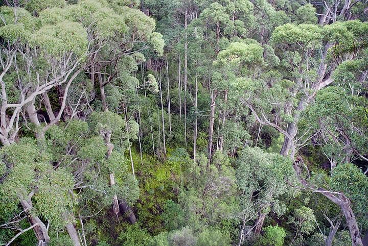Tree top walk